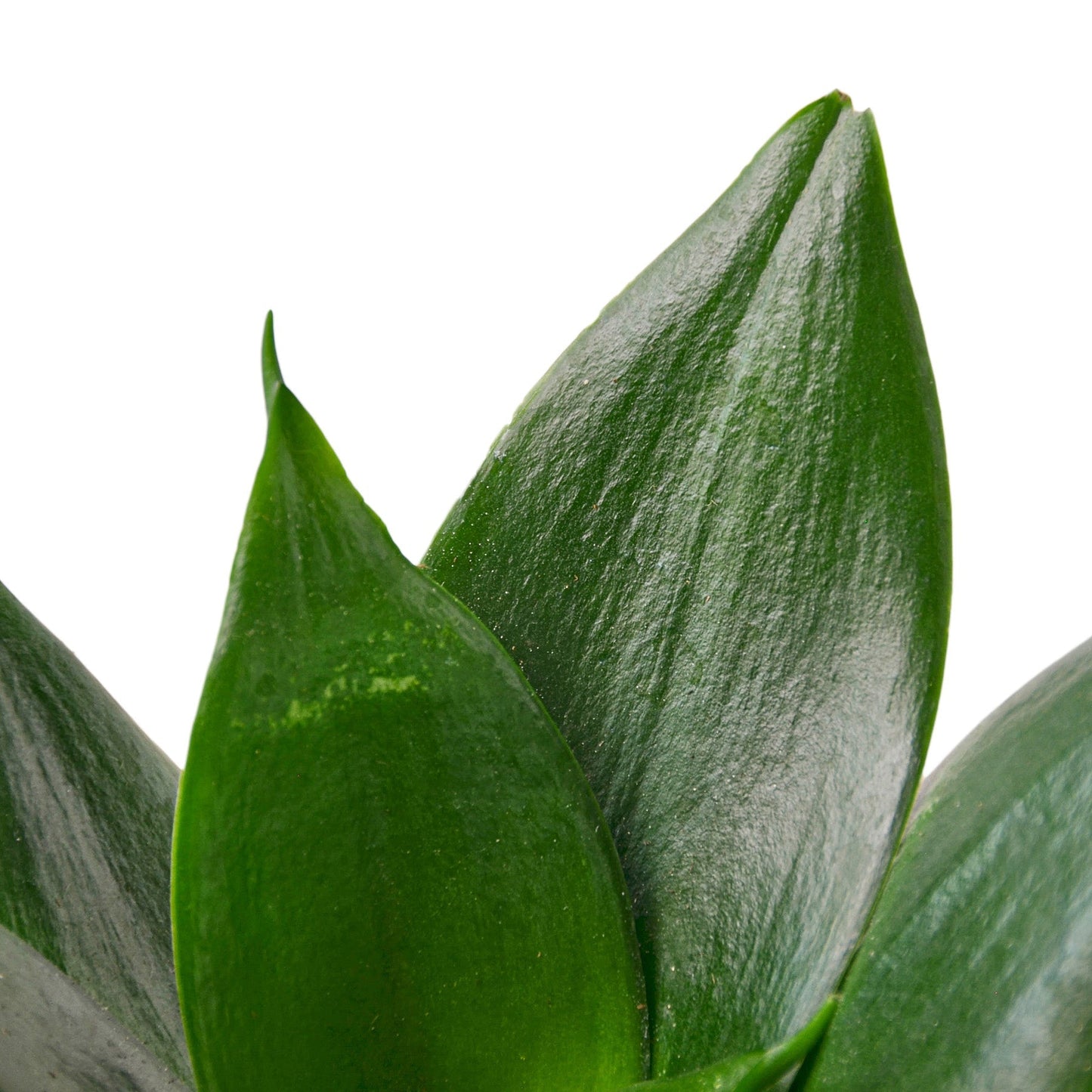 Snake Plant Jade - Jade's Secret Guardian: Air-Purifying, Low-Maintenance Evergreen Houseplant