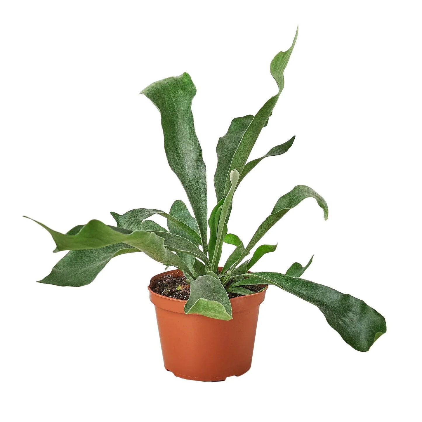 Staghorn Fern - The Horned Houseguest: Unique Indoor Plant for Low to Medium Light