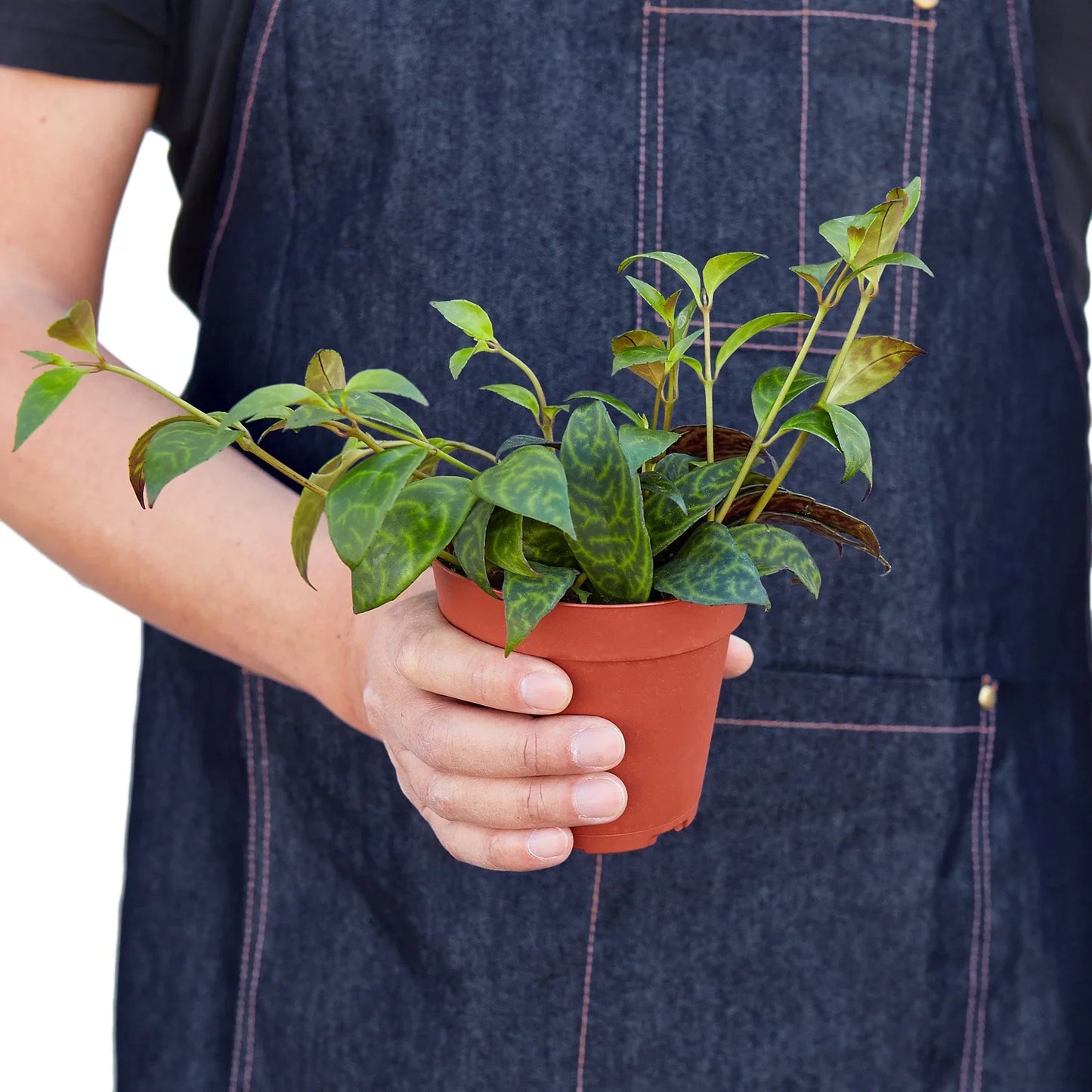 Lipstick Black Pagoda - Camo Cascade: Striking Mottled Foliage with Vibrant Orange Blooms