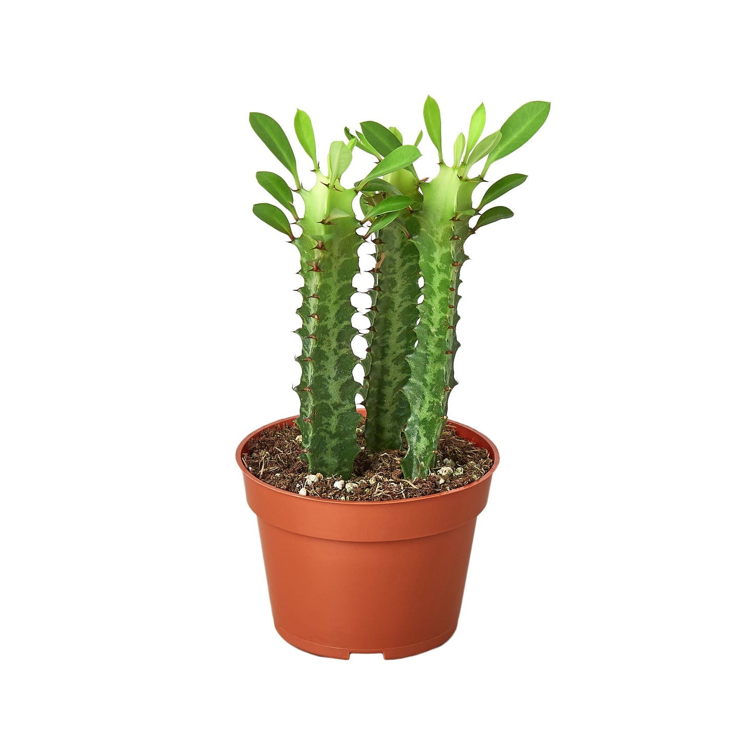 Milkstripe Euphorbia - Dragon Bones Delight: Low Maintenance, Sun-Loving Succulent Plant