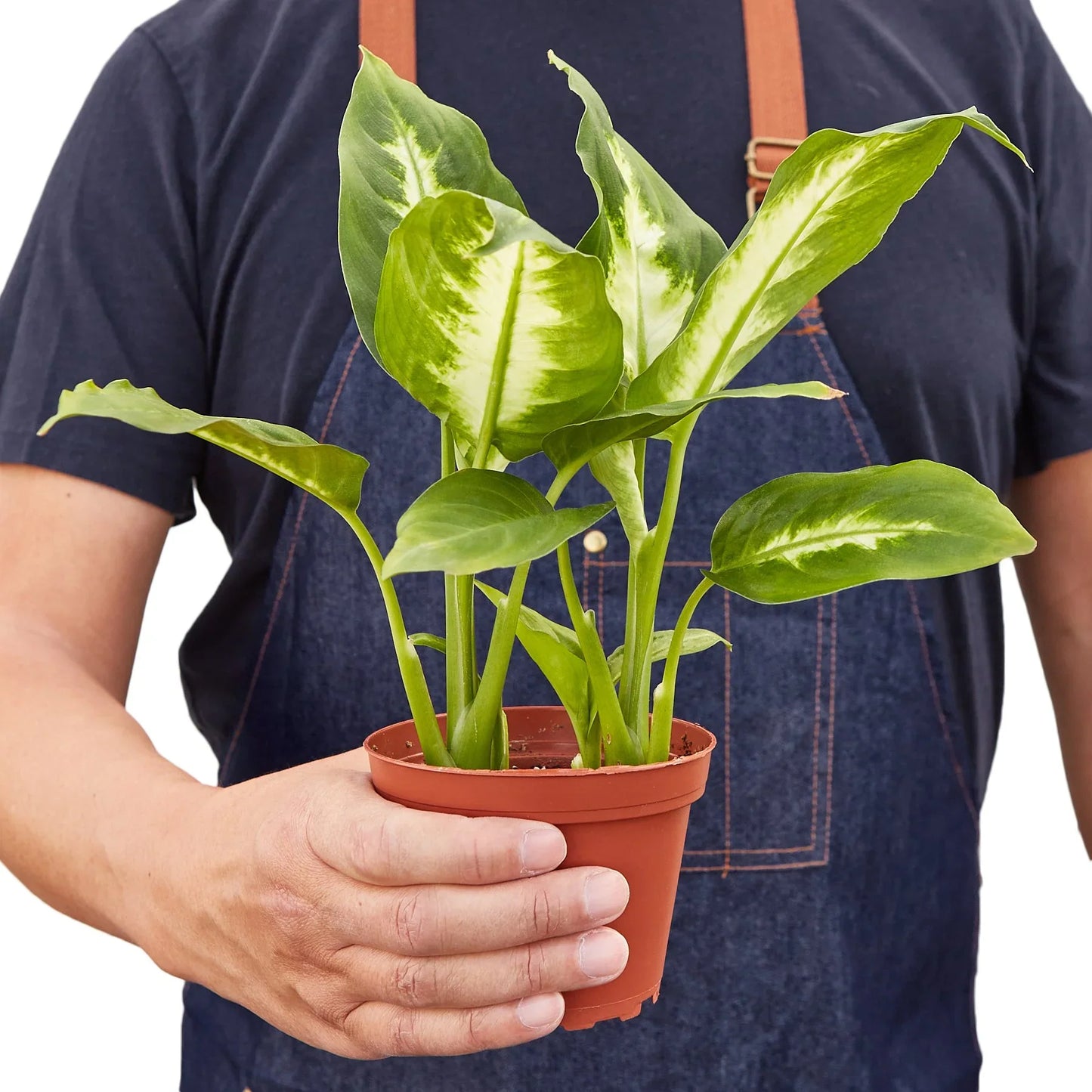 Dieffenbachia Camille - Eternal Sunshine: Vibrant, Low-Maintenance Houseplant with Striking Green and Yellow Leaves