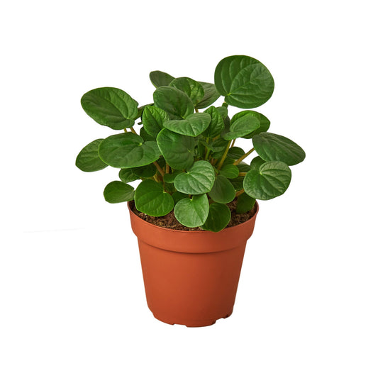 Peperomia 'Rana Verde' - Froggy Charm: Easy-Care Radiator Plant with Jade Leaves