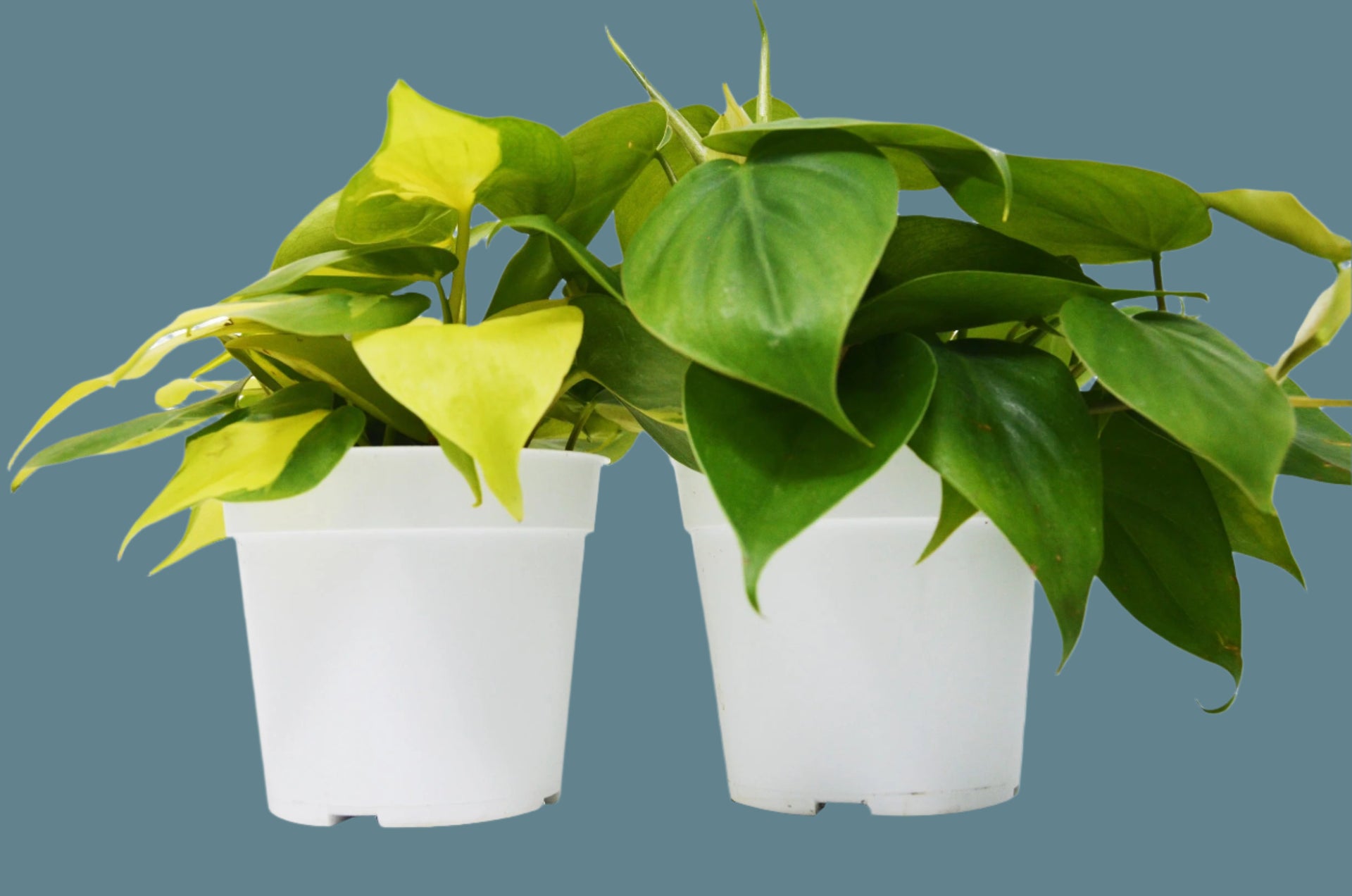 4 philodendron 2 Philodendron Variety Pack