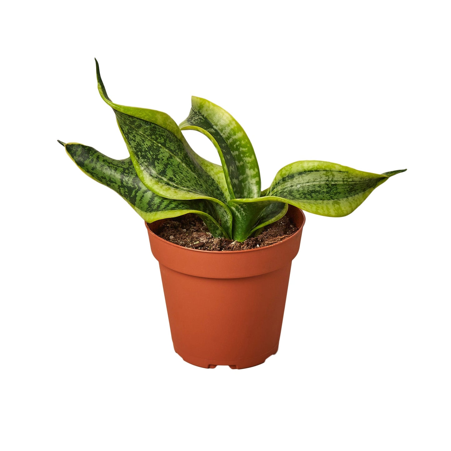 Snake Plant Twist - Twisted Beauty: Low Maintenance Air-Purifying Indoor Houseplant