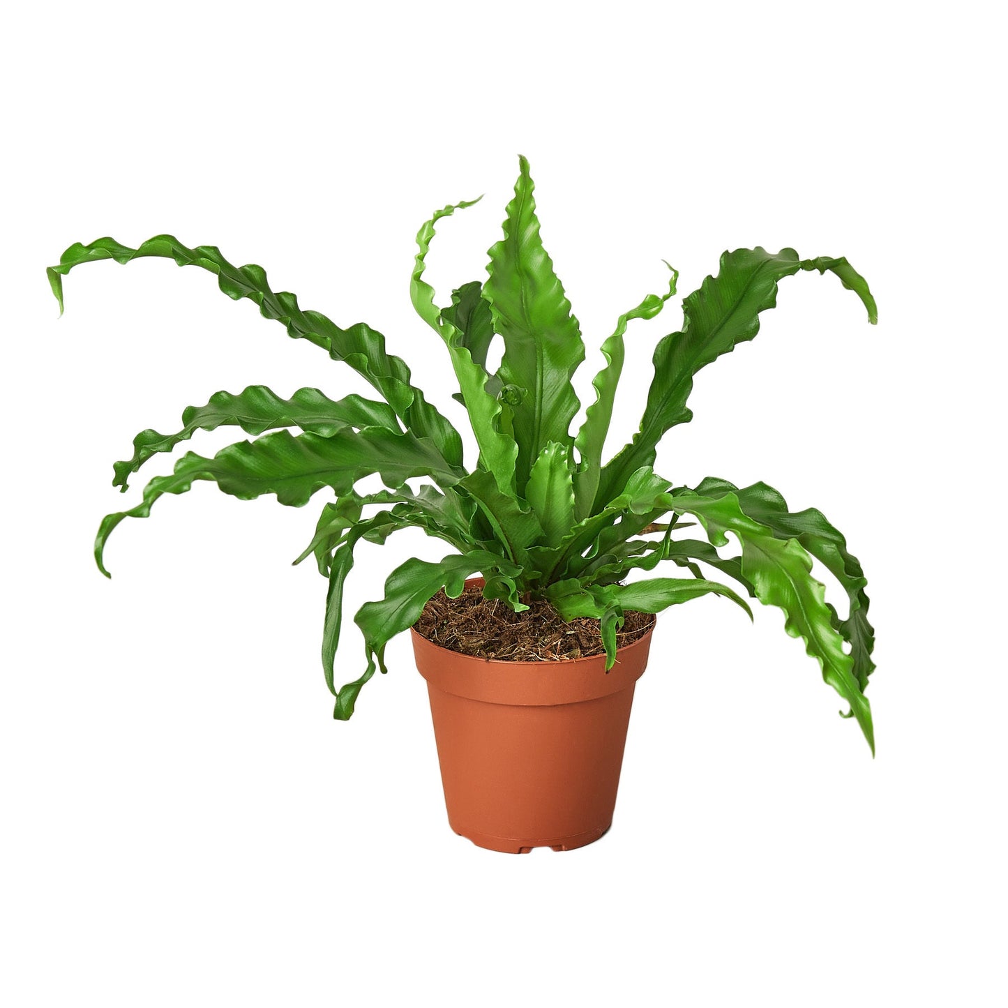 Bird’s Nest 'Victoria' Fern - Victoria's Secret Fern: Tropical Easy-Care Houseplant