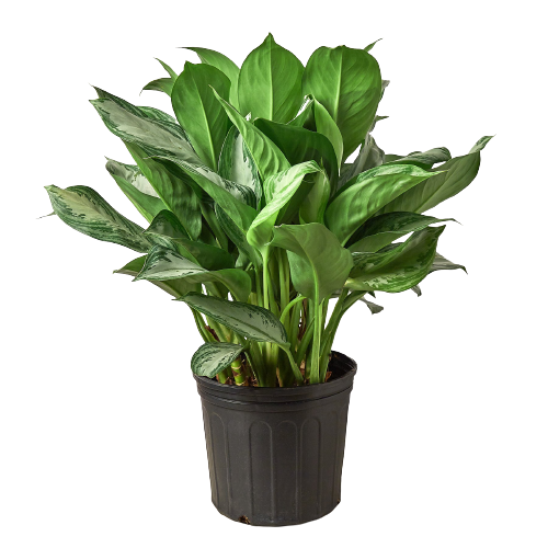 Chinese Evergreen 'Silver Bay' - 10" Pot: Silver Stunner - Easy Care Variegated Houseplant