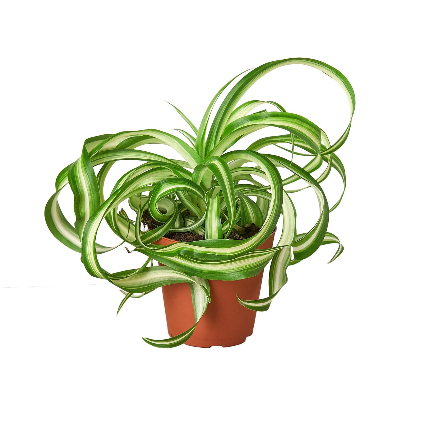 Spider Plant 'Bonnie' - Arachnid Aesthetic: Air-Purifying, Ribbon-Leaved Houseplant