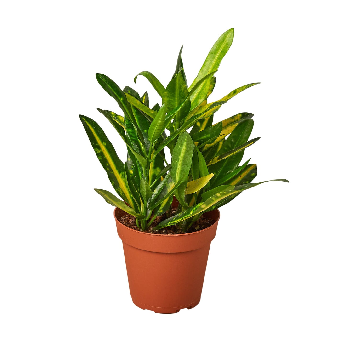 Croton 'Sunny Star' - Sunshine Superstar: Vibrantly Colored Houseplant