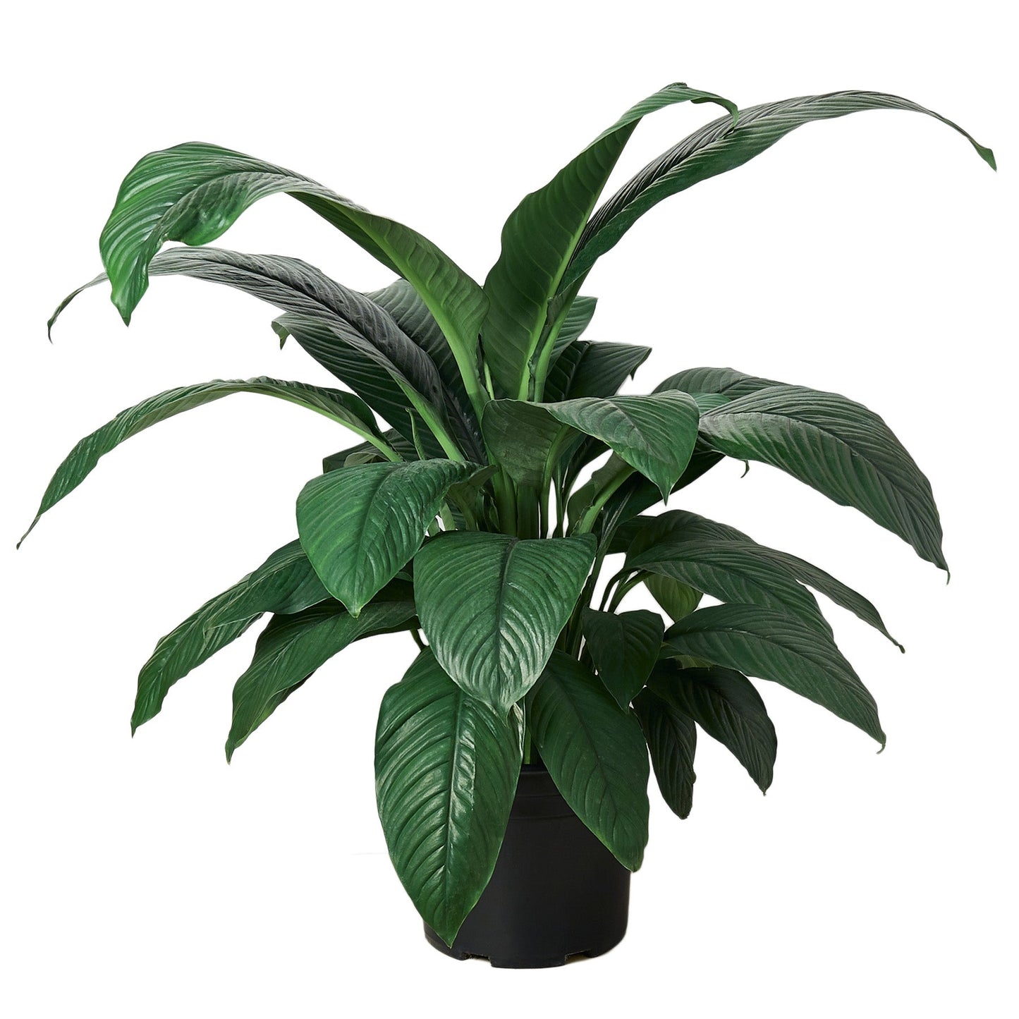 Spathiphyllum Peace Lily Plant - Zen Zone Lily: Air-Purifying Flowering Houseplant in 10" Pot