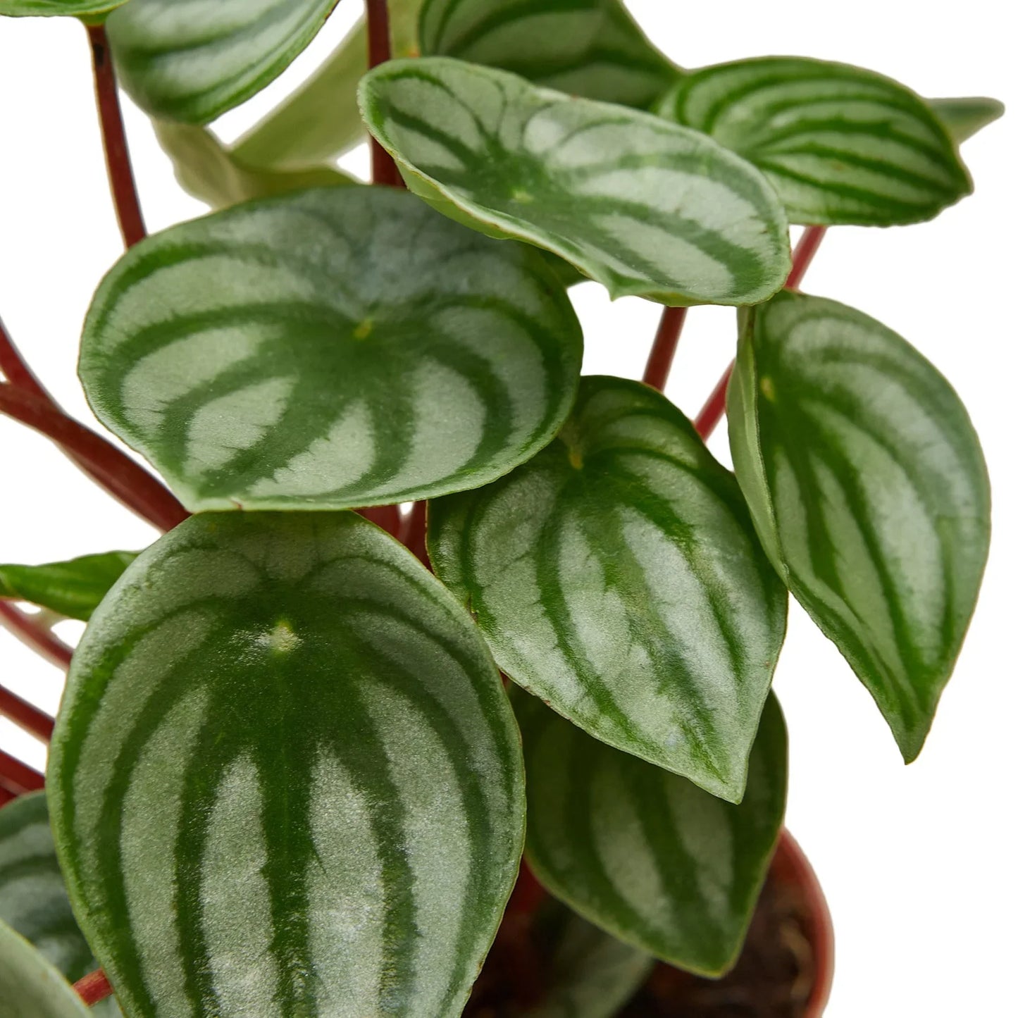 Peperomia Watermelon - Juice Box Jungle: Unique Foliage Houseplant