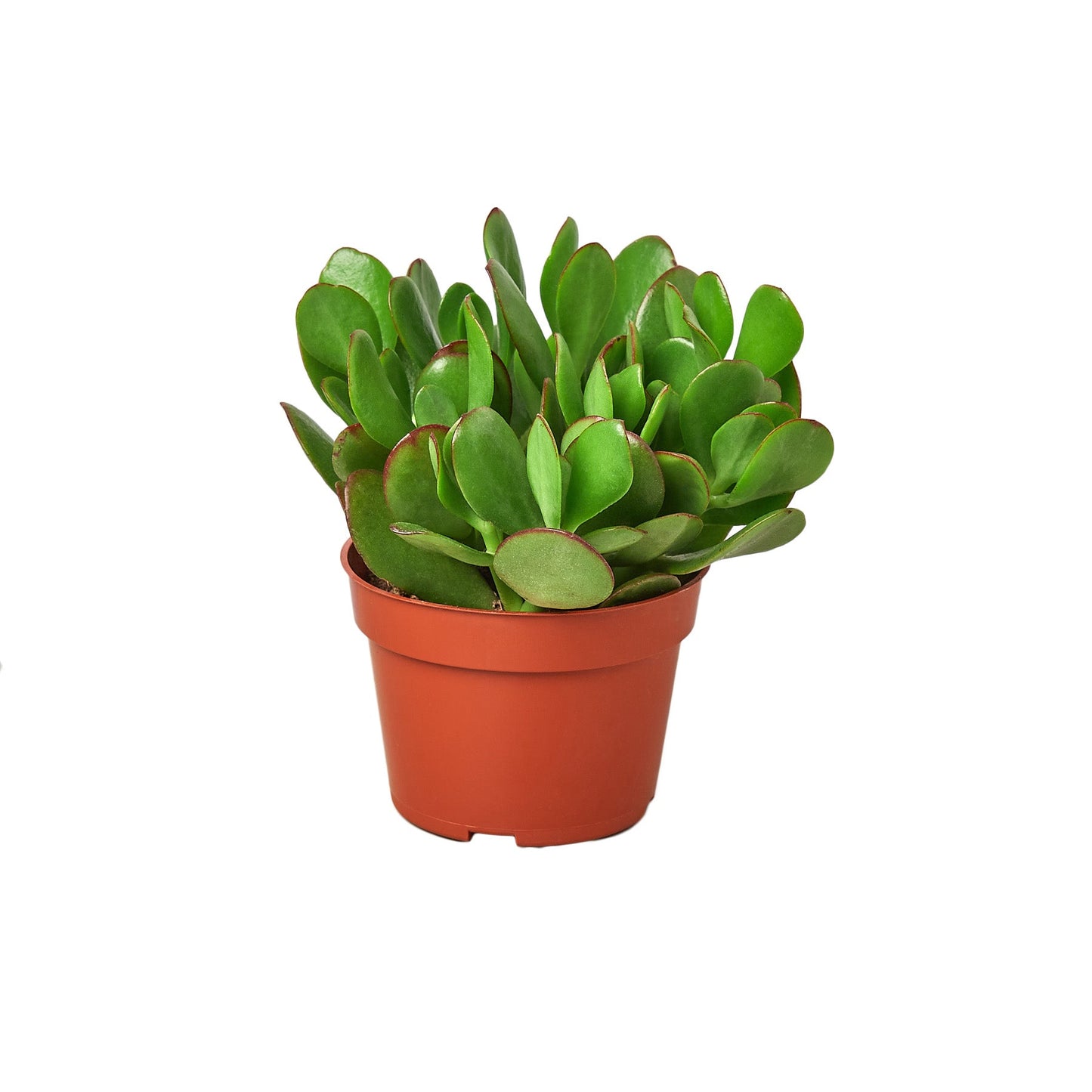 Succulent Crassula 'Jade' - Fortune Verde: Evergreen Money Plant with Unique Green Leaves and Starry Blooms