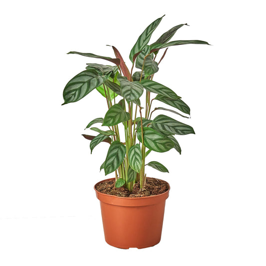 Calathea 'Grey Star' - Botanical Rockstar: Decorative Leaves & Easy Care Houseplant