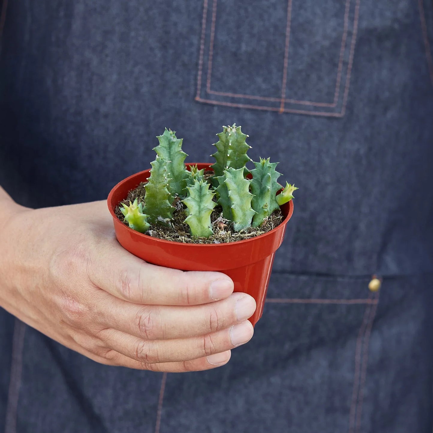 Lifesaver Cactus - Sweet Succulent Surprise: Unique Stem Shapes and Low Maintenance