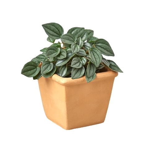 Pre-Potted Subscription Box - Surprise in a Pot: Monthly Terra Cotta House Plant Delivery