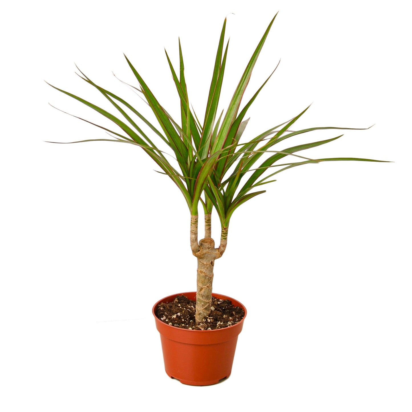 Dracaena Marginata Cane - Drag-tastic Dream: Low Maintenance and Vibrant Indoor Plant