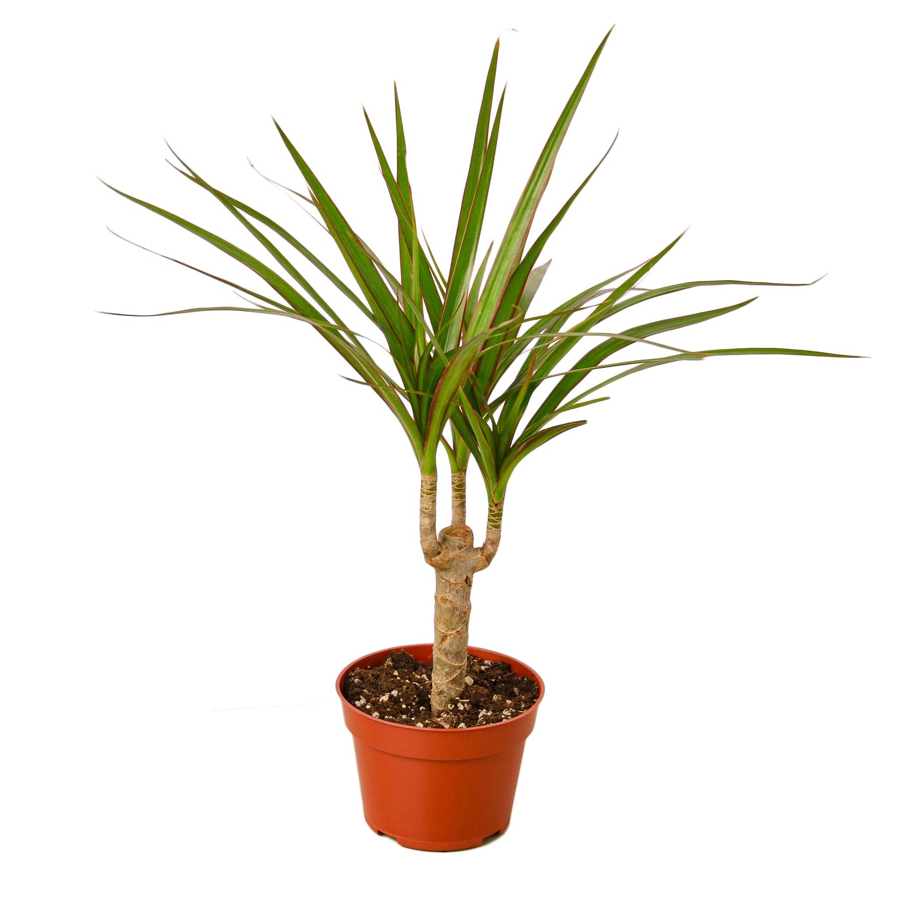 dracaena maintenance Dracaena Marginata Cane