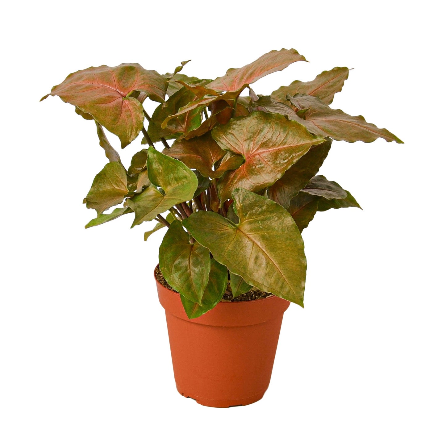 Syngonium Merry - Jolly Green Elf: Easy-Care Perennial Houseplant with Heart-Shaped Leaves