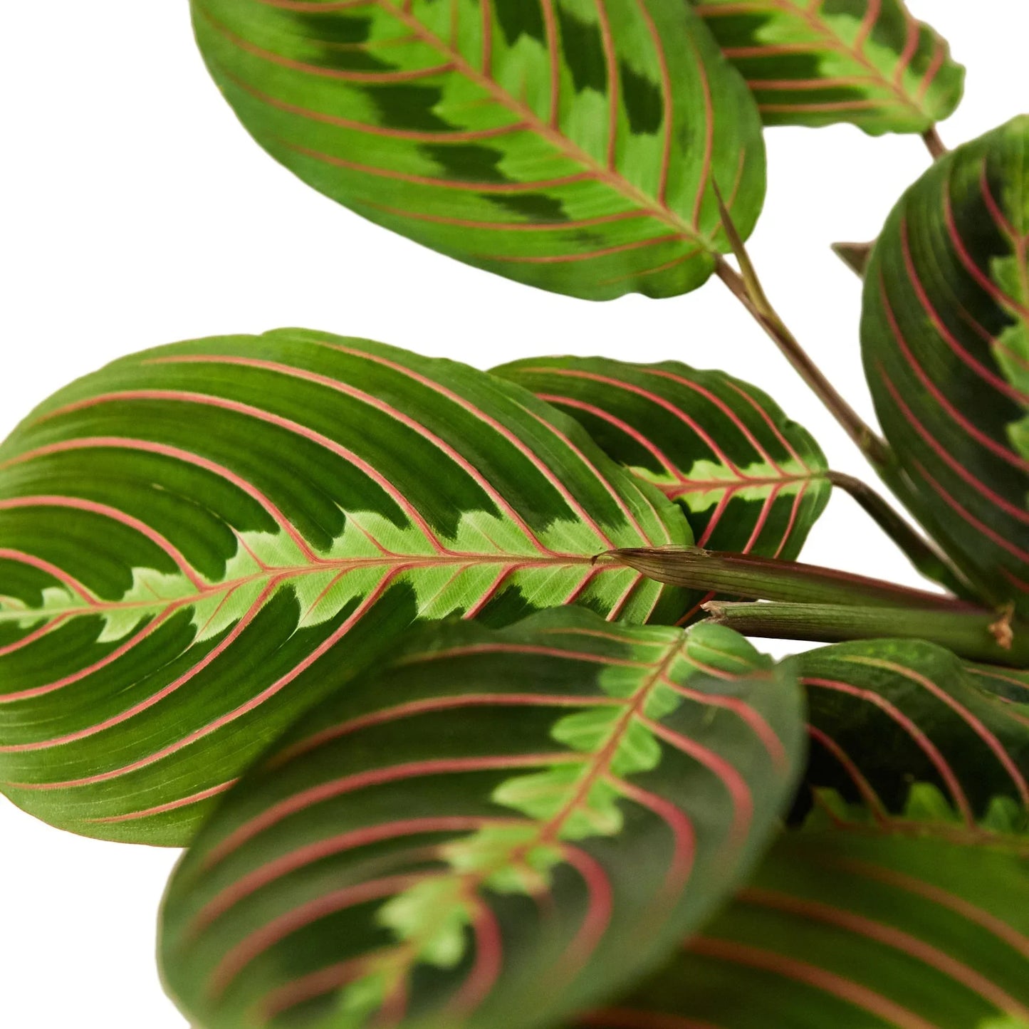 Maranta Red Prayer - Sleepy Beauty: Striking Evergreen Perennial Houseplant