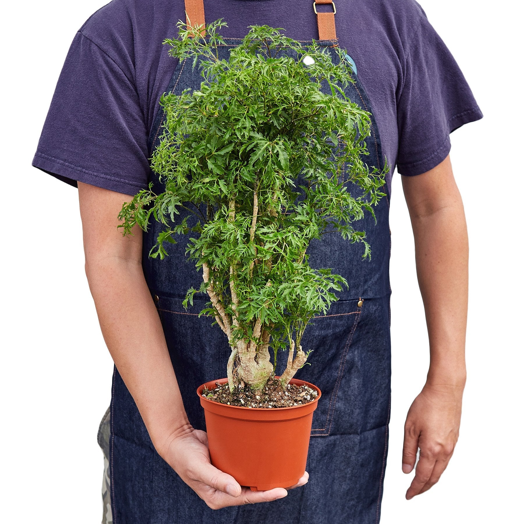 aralia bonsai tree Aralia Ming Stump Plant
