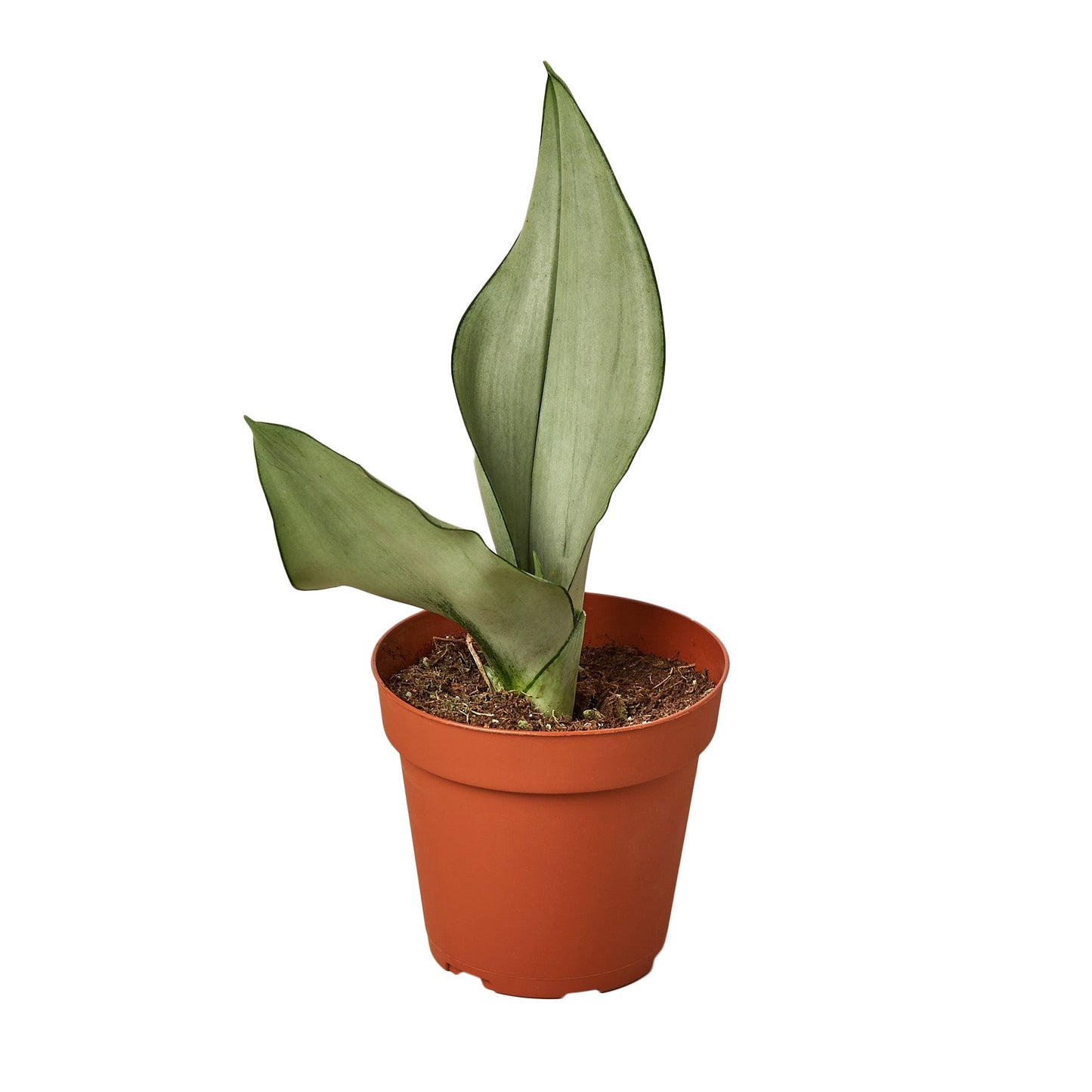 Snake Plant Moonshine - Moonshine Marvel: Air-Purifying, Drought-Tolerant Houseplant