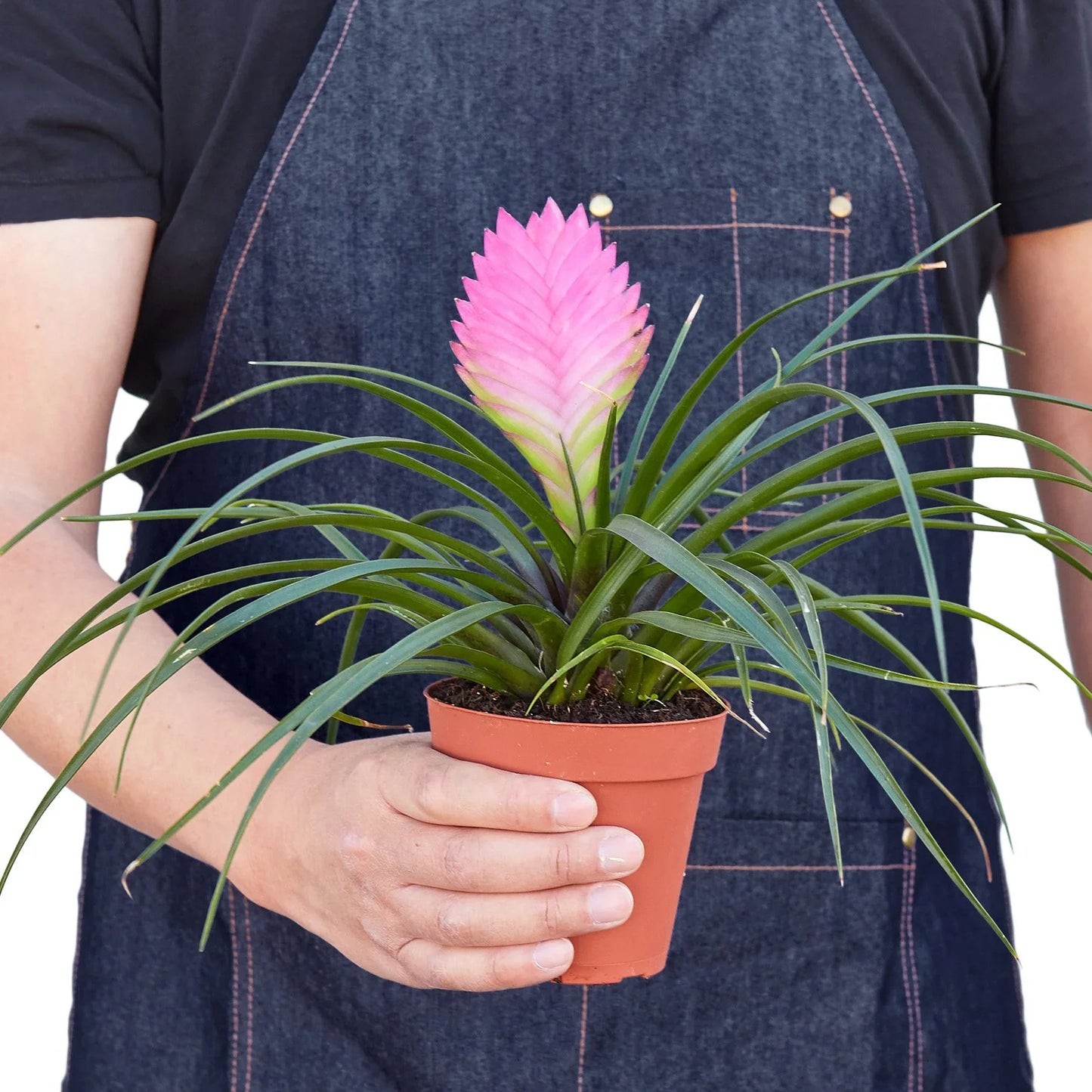 Bromeliad Cyanea 'Pink Quill' - Quilling Me Softly: Exotic Blooms with Minimal Care