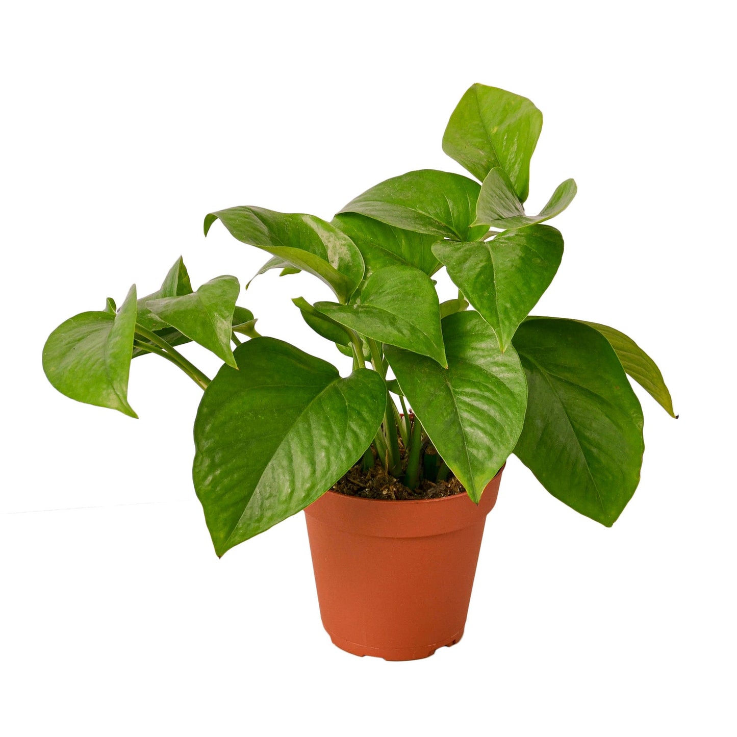 Pothos 'Green Queen' - Vine Diva: Easy-Care, Air-Purifying Houseplant