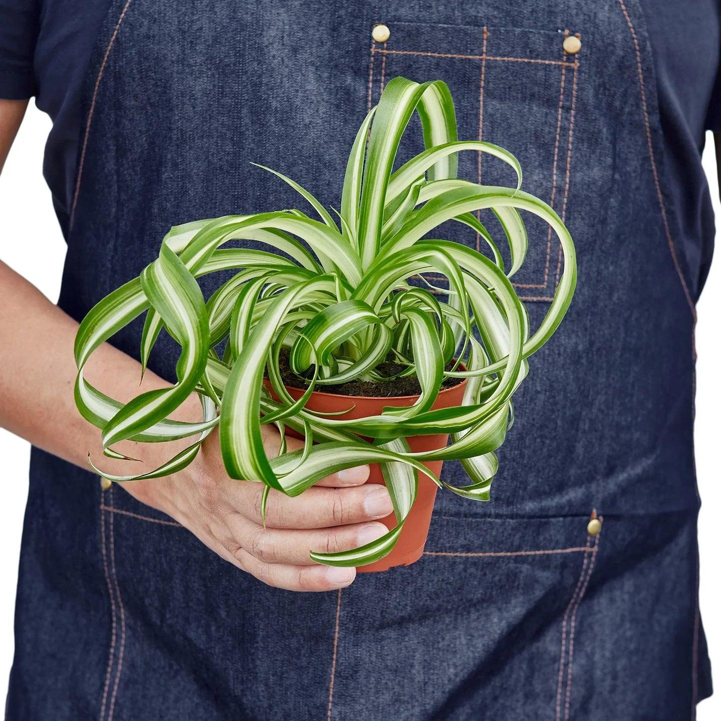 Spider Plant 'Bonnie' - Arachnid Aesthetic: Air-Purifying, Ribbon-Leaved Houseplant