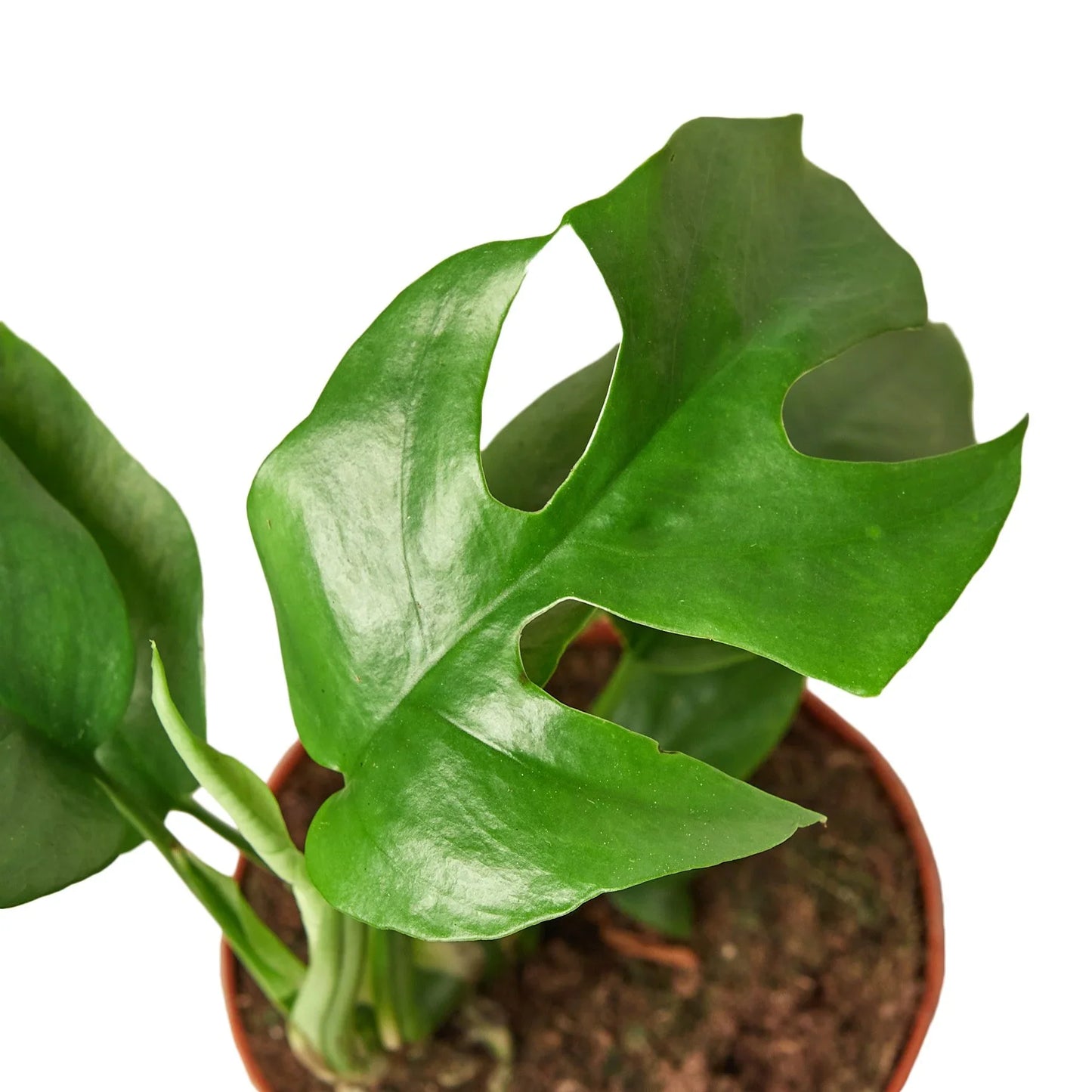 Philodendron Mini Monstera Minima - Tiny Tropical Treasure: Fast-Growing Fenestrated Vining Plant