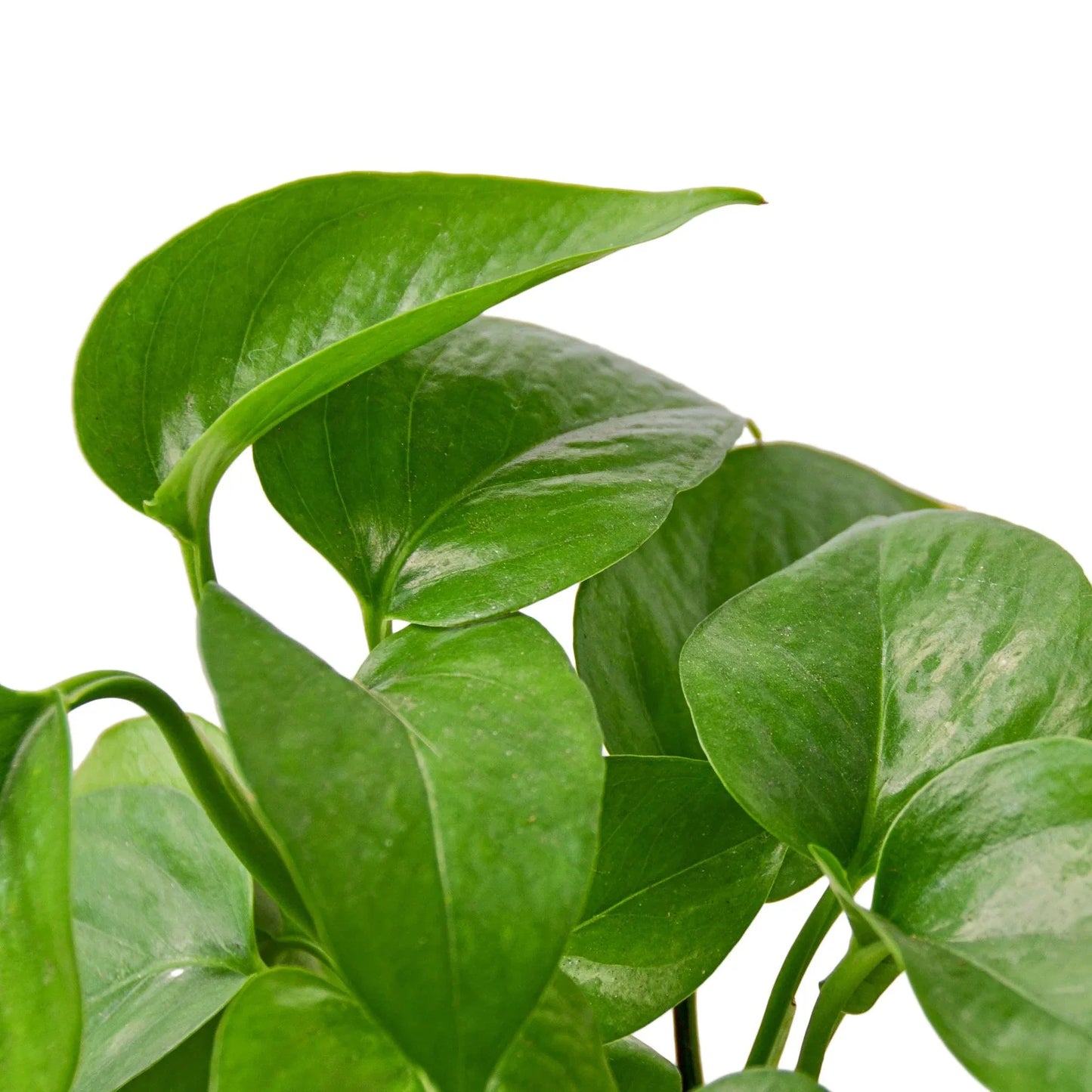 Pothos 'Green Queen' - Vine Diva: Easy-Care, Air-Purifying Houseplant