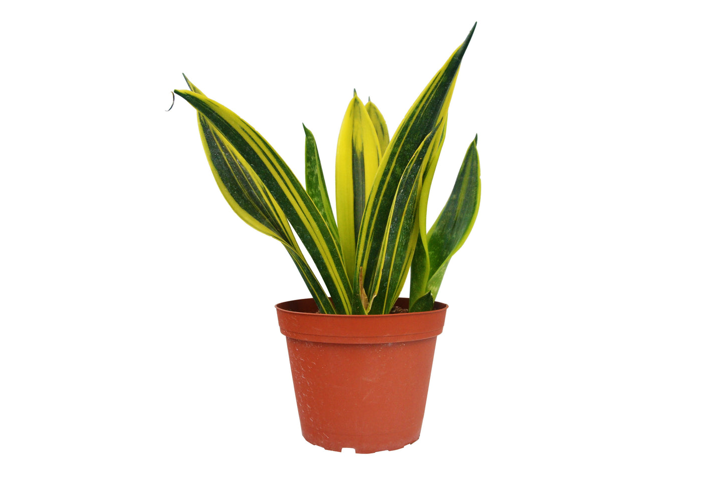 Snake 'Gold Flame' - Golden Guardian: Sansevieria Trifasciata Air Purifying Low Maintenance Houseplant