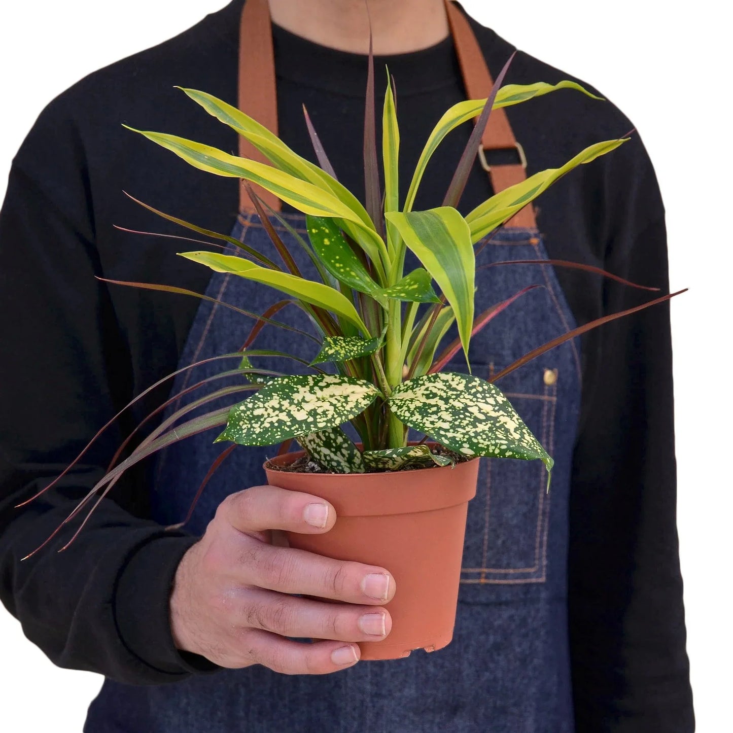 Dracaena 'Combo' - Tropical Trio Delight: Easy-Care Houseplant Mix Featuring Dragon Tree, Lemon Lime, and Croton Gold Dust