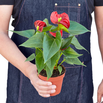 Anthurium 'Red' - Red Hot Romance: Exotic Flowering Houseplant with Glossy Heart-Shaped Leaves