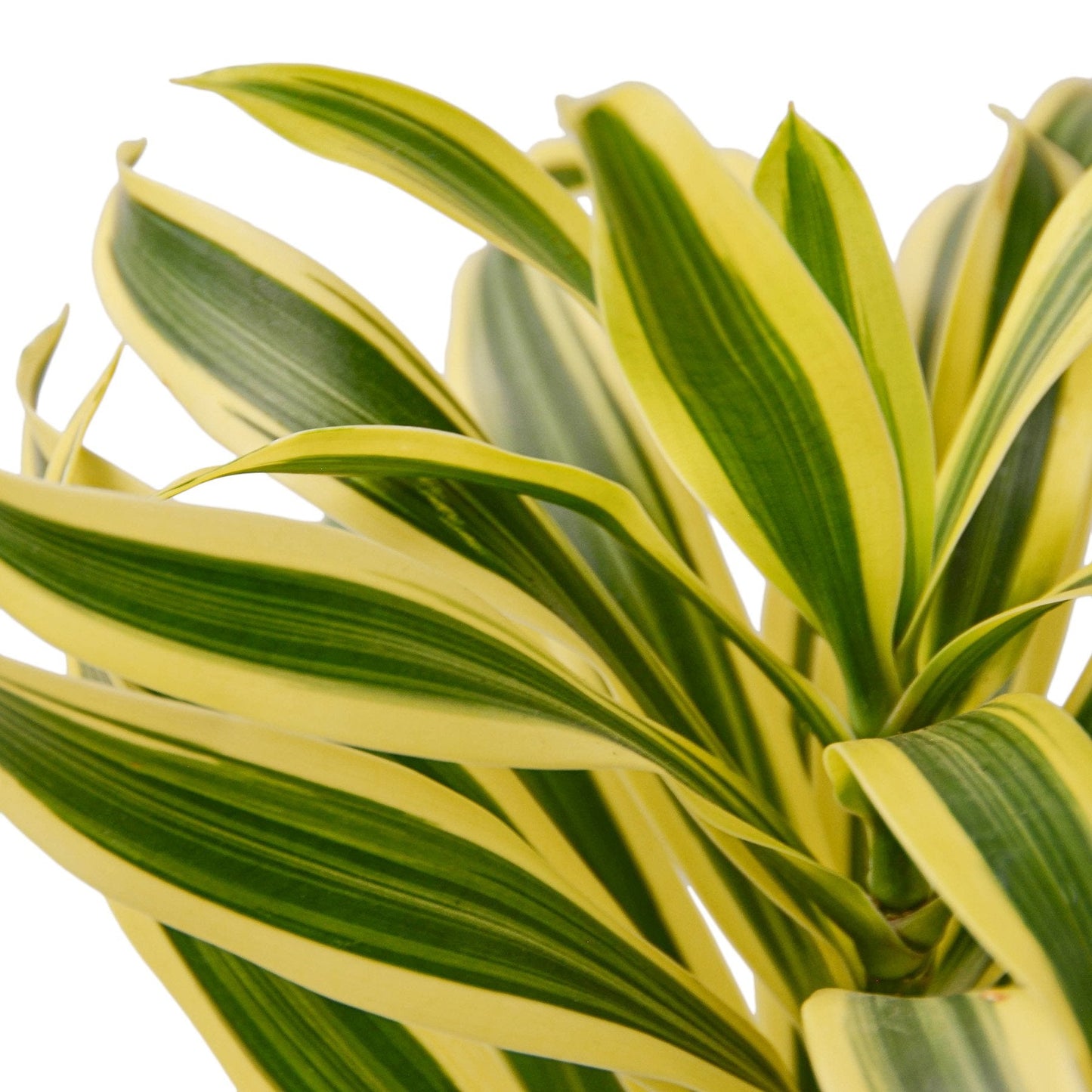 Dracaena 'Song of India' - Musical Leaves: Easy-Care, Variegated Foliage Houseplant