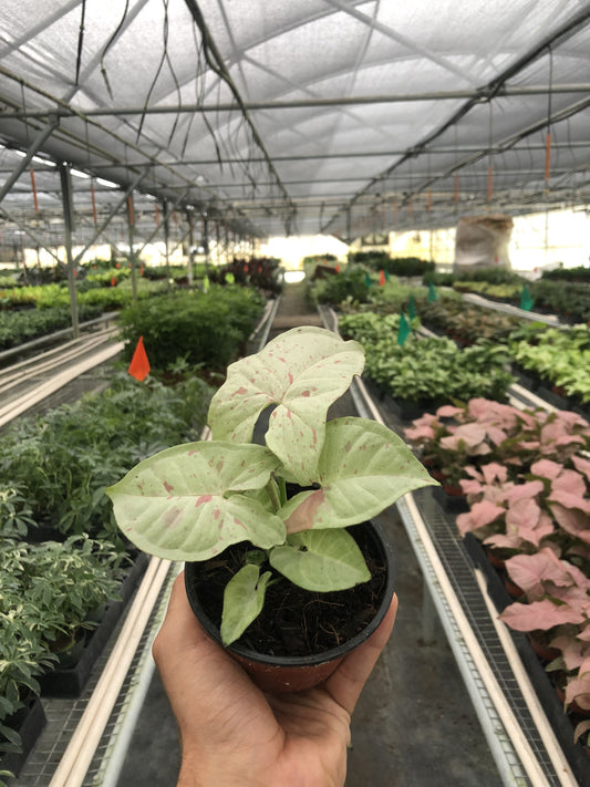 Syngonium 'Milk Confetti' - Creamy Confetti Craze: Unique Variegated Arrowhead Houseplant