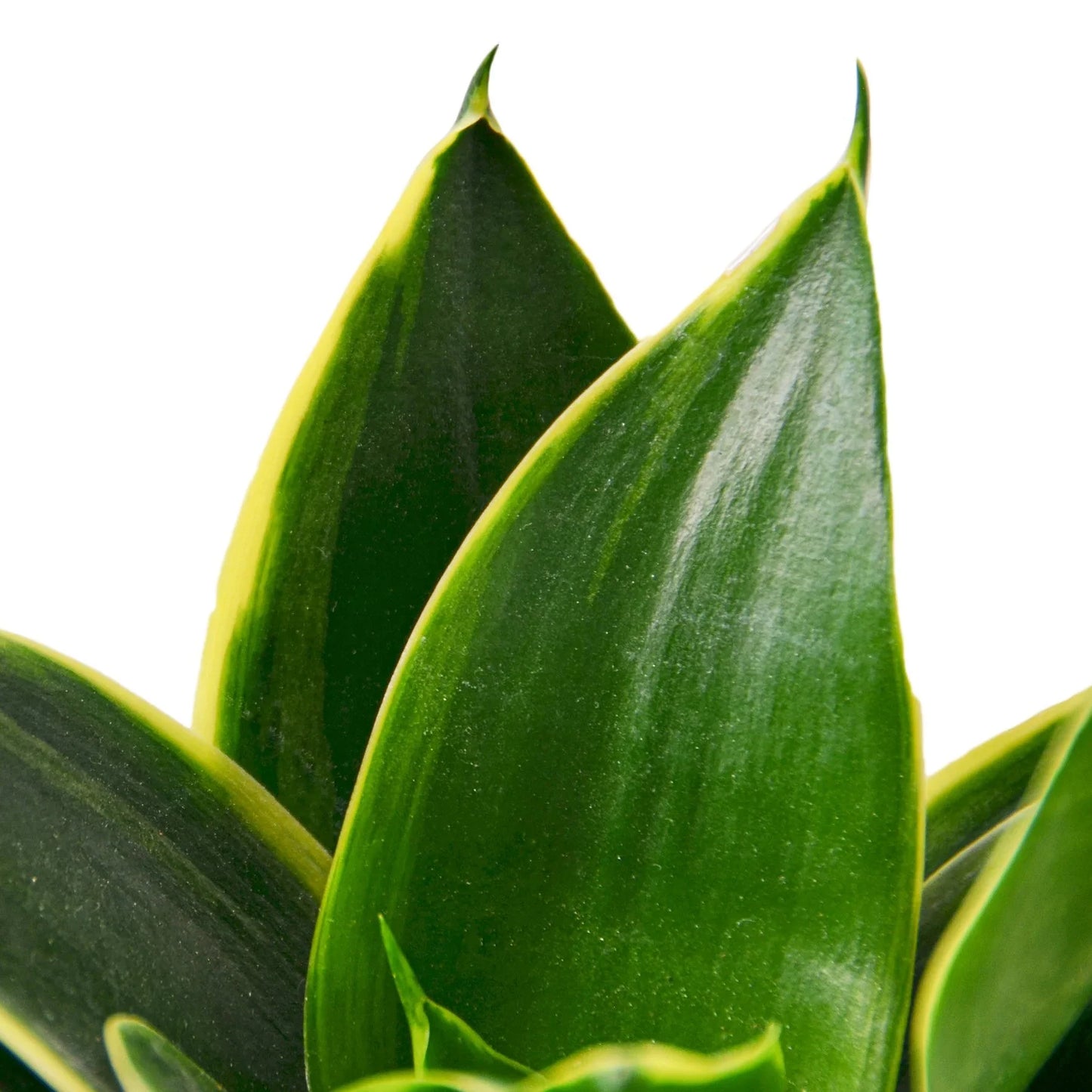 Snake Plant Emerald Star - Guardian Green: Air-Purifying, Drought-Tolerant, Low Maintenance Houseplant