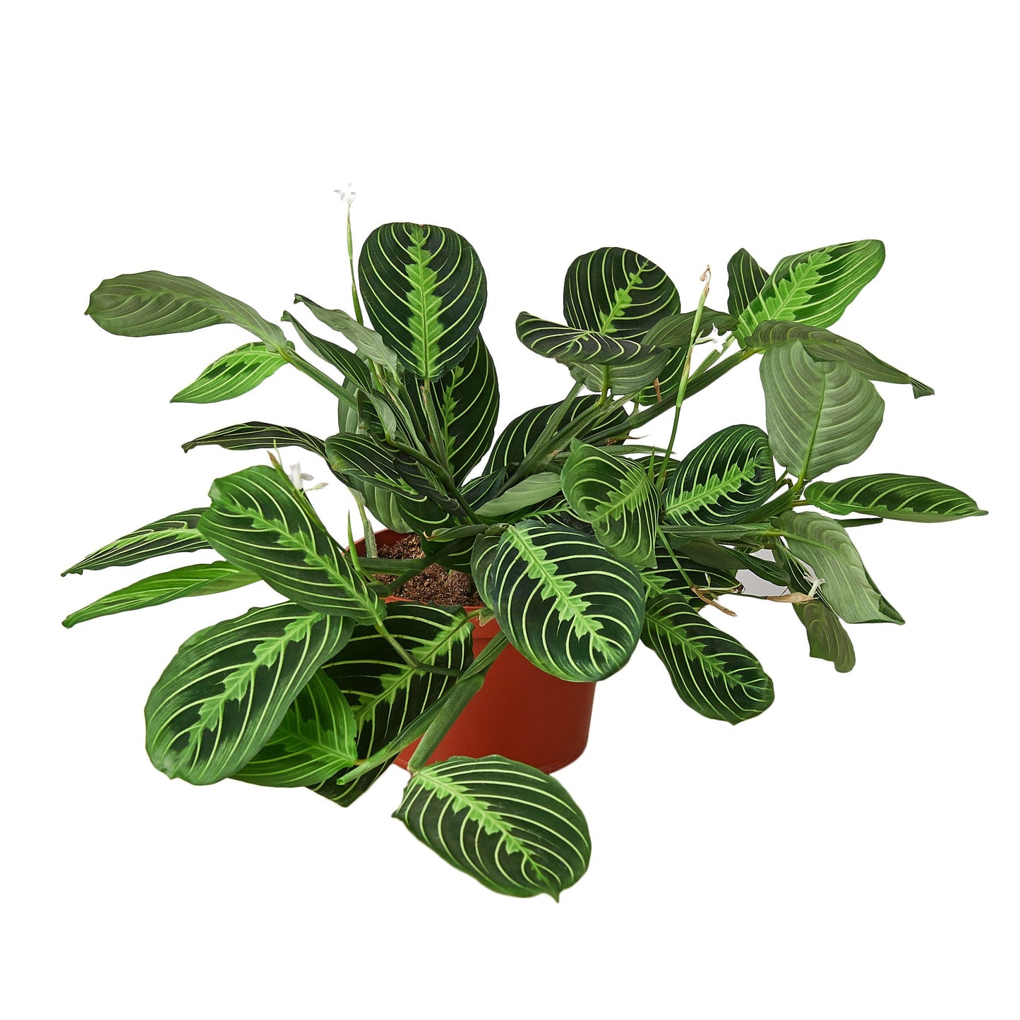 Lemon Lime Delight Maranta 'Lemon Lime' - Lime Time Charm: Vibrant Prayer Plant for Indoor Greenery, Easy Care with Striking Patterns