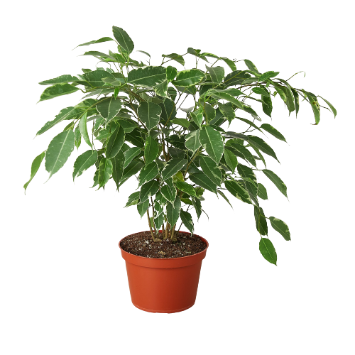 Ficus 'Breeze' - 6" Pot - Cool Breeze: Elegant Air-Purifying Indoor Houseplant