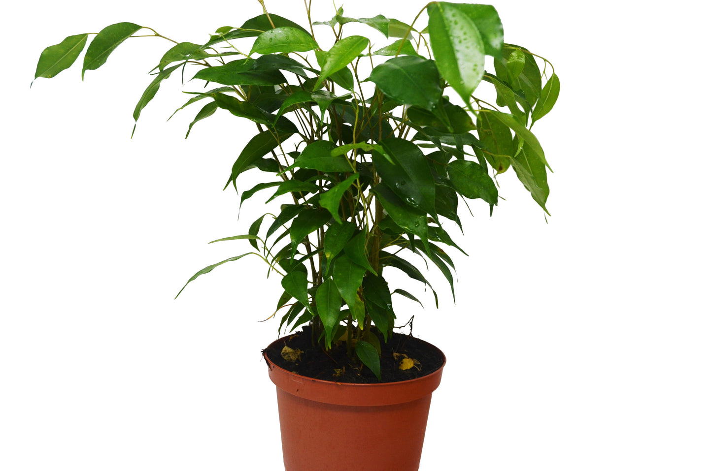 Ficus 'Benjamina' - 6" Pot - Tall, Dark, and Handsomely Dapper: Glossy Leaves, Air-Purifying, Easy Care Houseplant