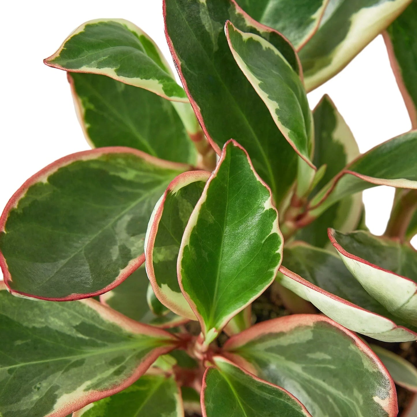 Peperomia 'Ginny' - Ginny in a Bottle: Low Maintenance Variegated Houseplant