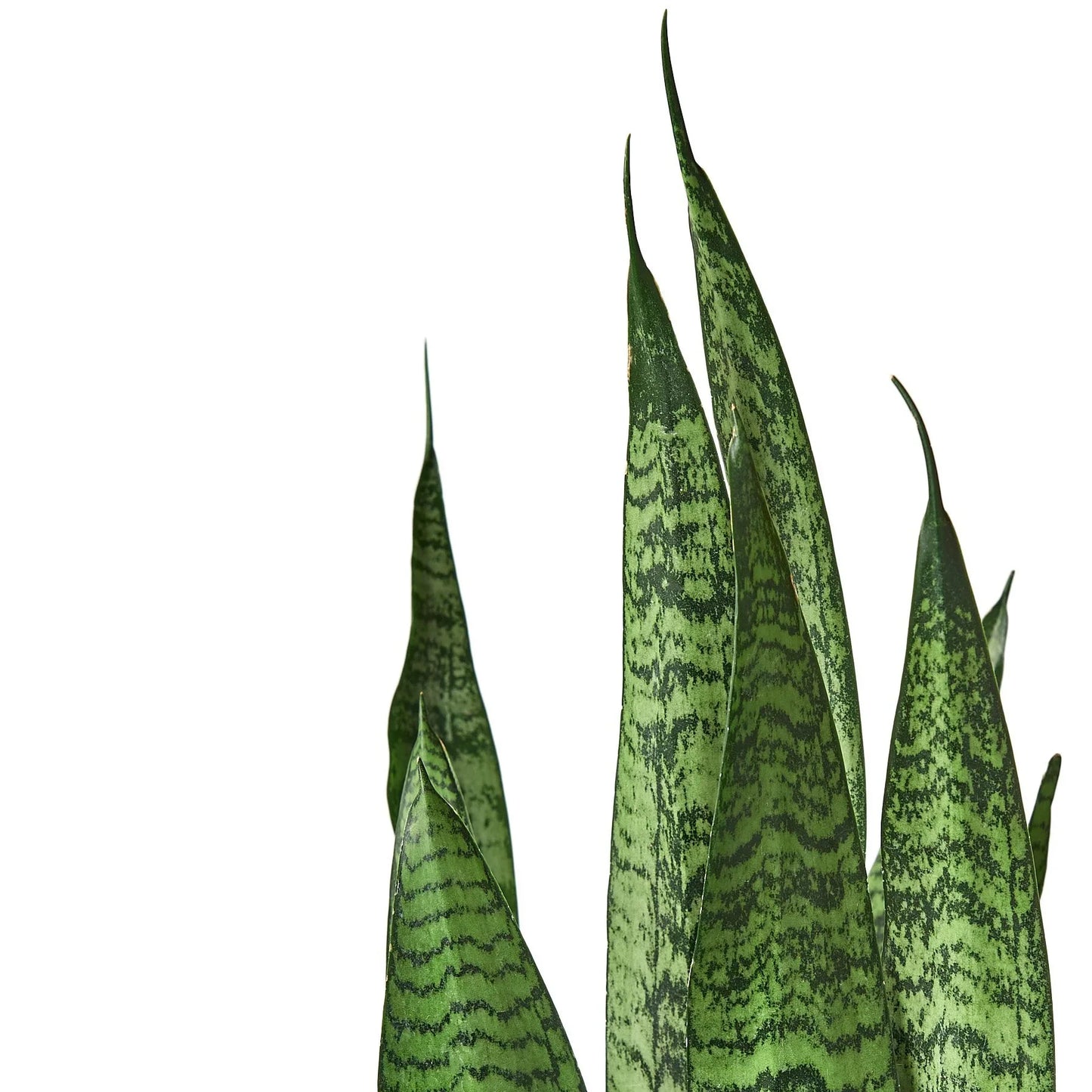 Snake Plant 'Zeylanica' - The Indestructible Green Guardian: Air-Purifying, Low Maintenance Houseplant