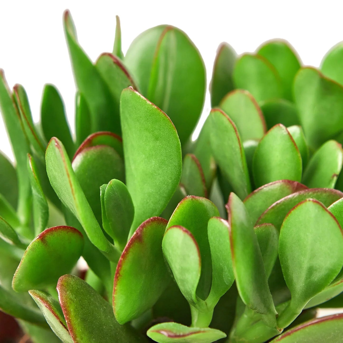 Succulent Crassula 'Jade' - Fortune Verde: Evergreen Money Plant with Unique Green Leaves and Starry Blooms