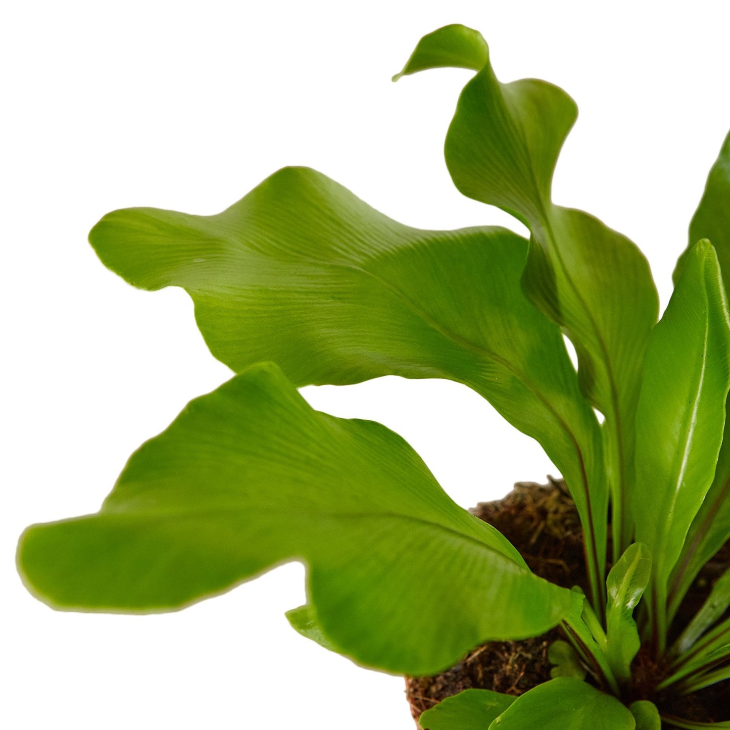 Bird's Nest 'Nidus' Fern - The King of the Jungle Nest: Low-Light, High-Humidity Tropical Houseplant