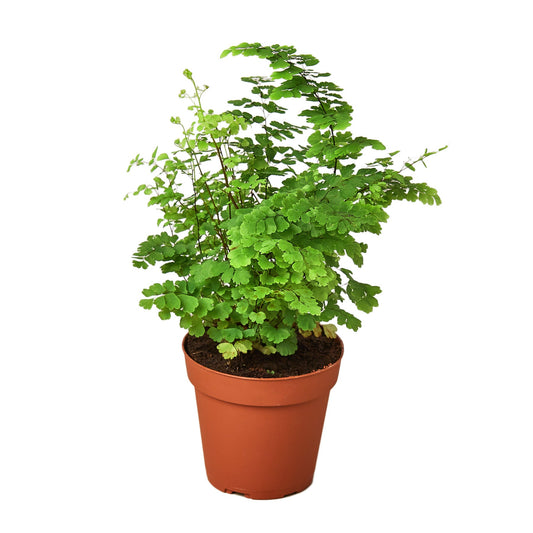 Whispers of the Forest: Maidenhair Fern