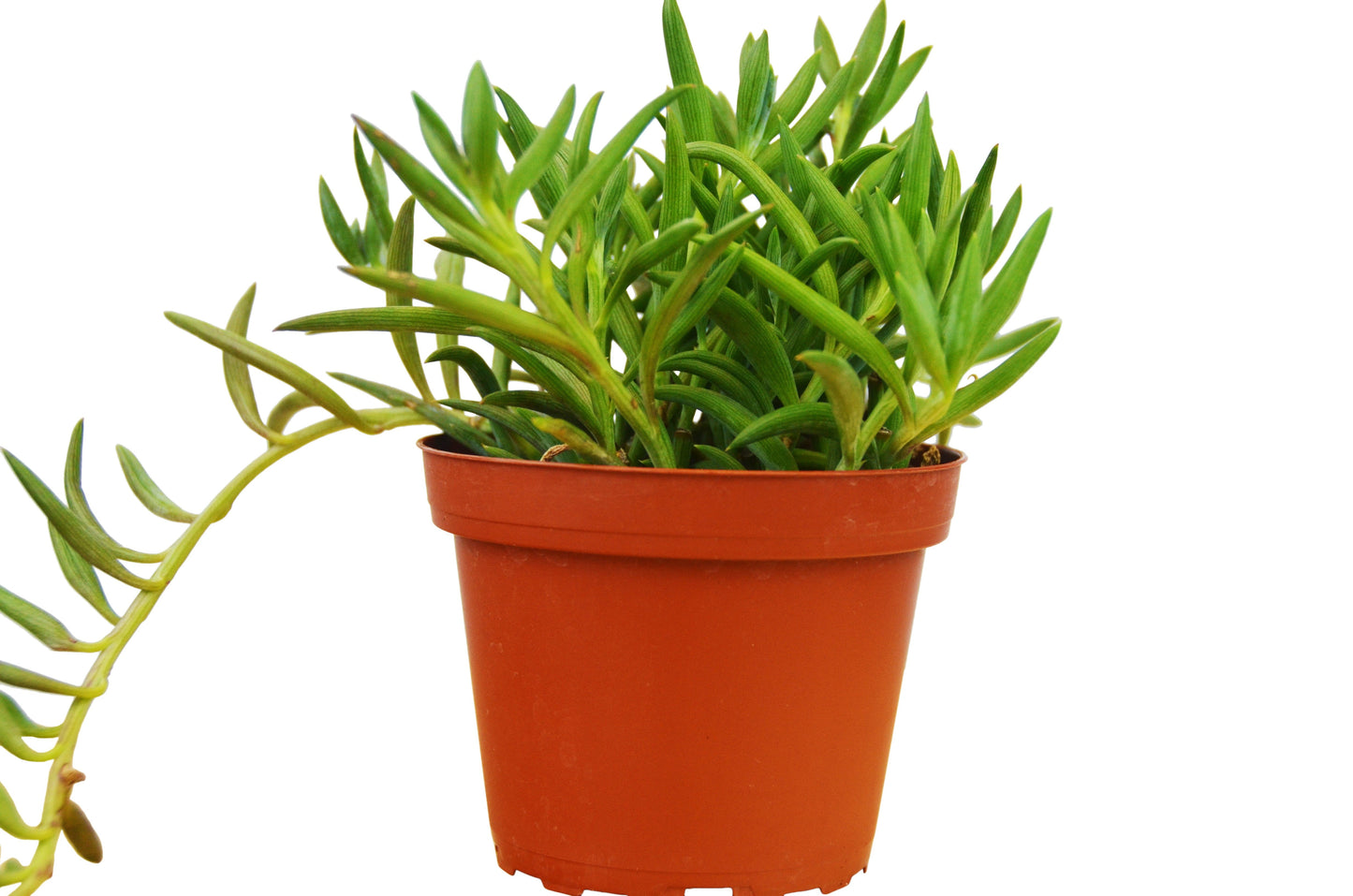 Senecio Succulent 'Fish Hooks' - Hooked on Green: Low-Maintenance Trailing Houseplant