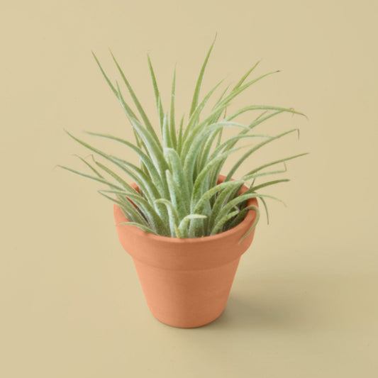 Ionantha Guatemala Tillandsia Air Plant with Terra Cotta - Airy Flair for Desks and Tables