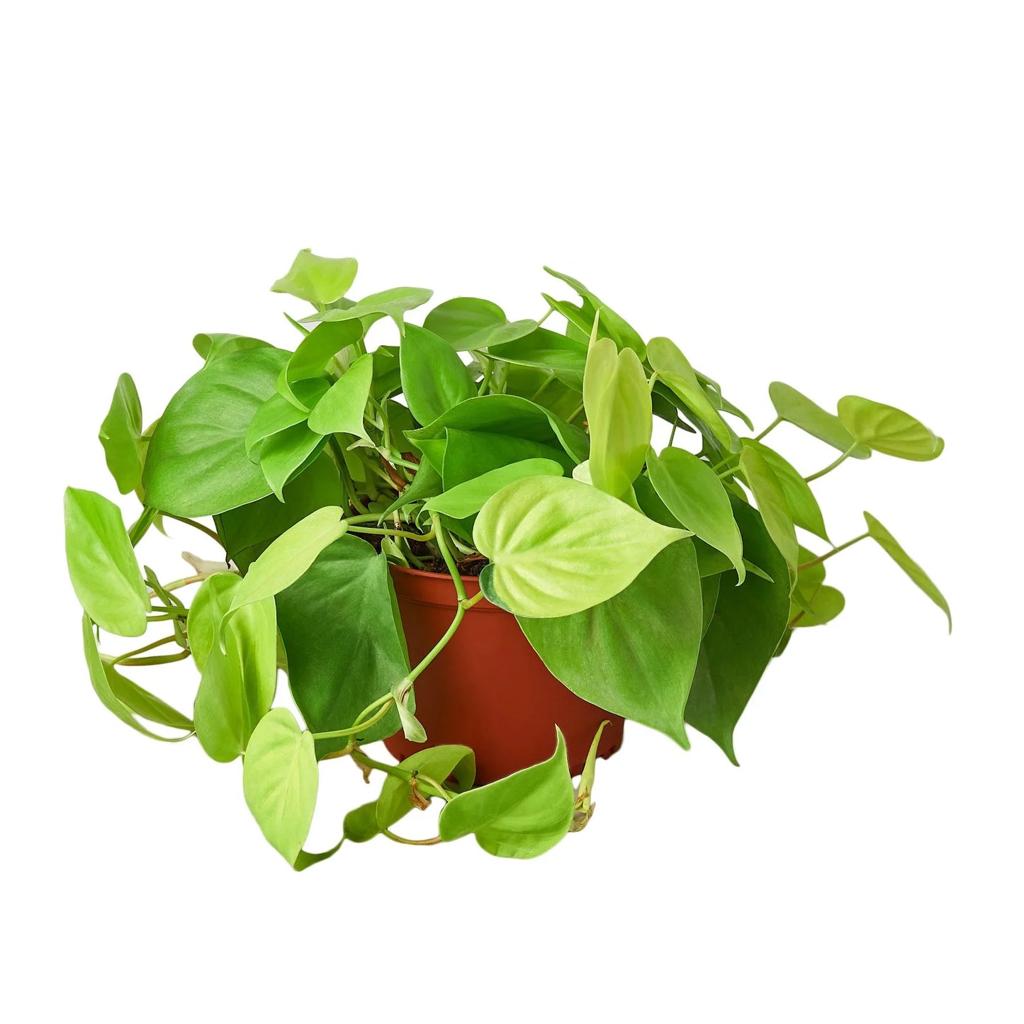 Philodendron 'Neon' - Glow Up!: Easy-Care Heart-Shaped Leaf Houseplant