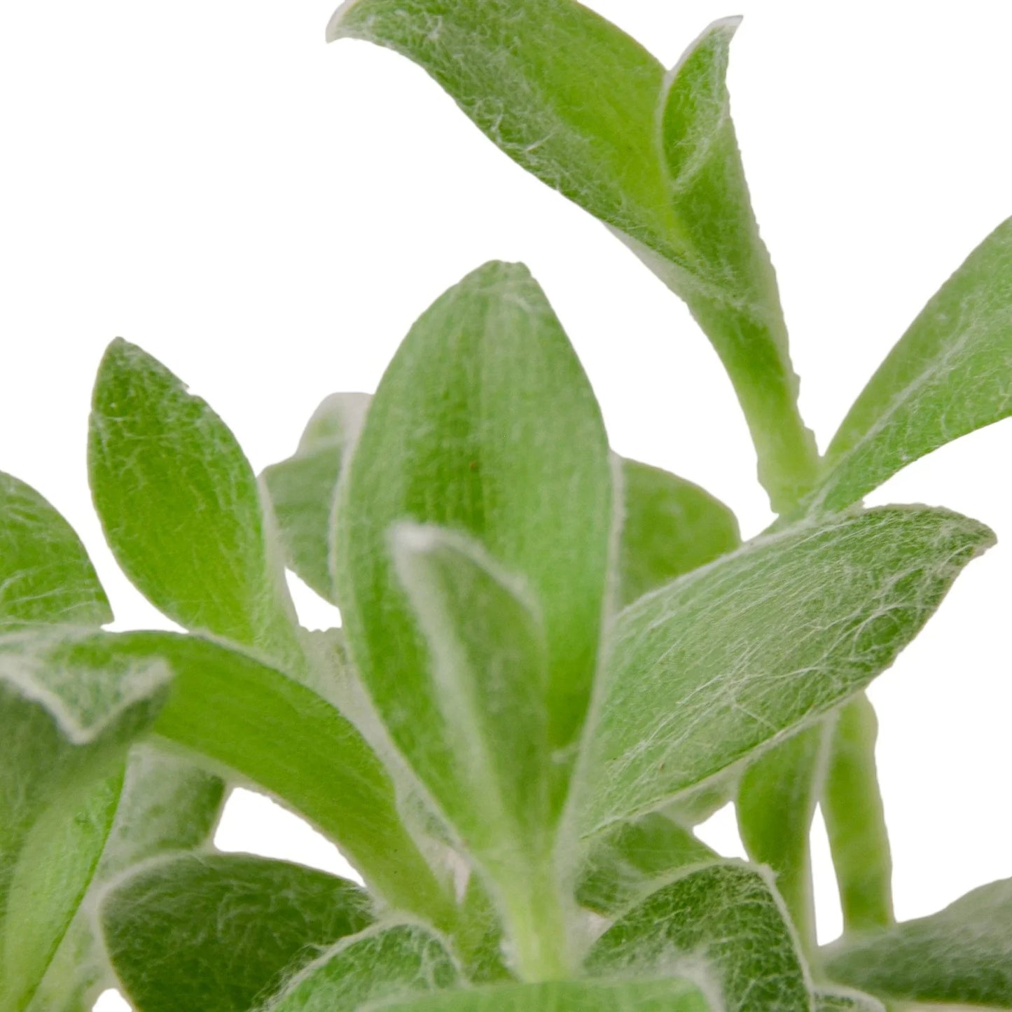 Tradescantia White Velvet - Fuzzy Wuzzy Wonder: Low-Maintenance, Eye-Catching Houseplant