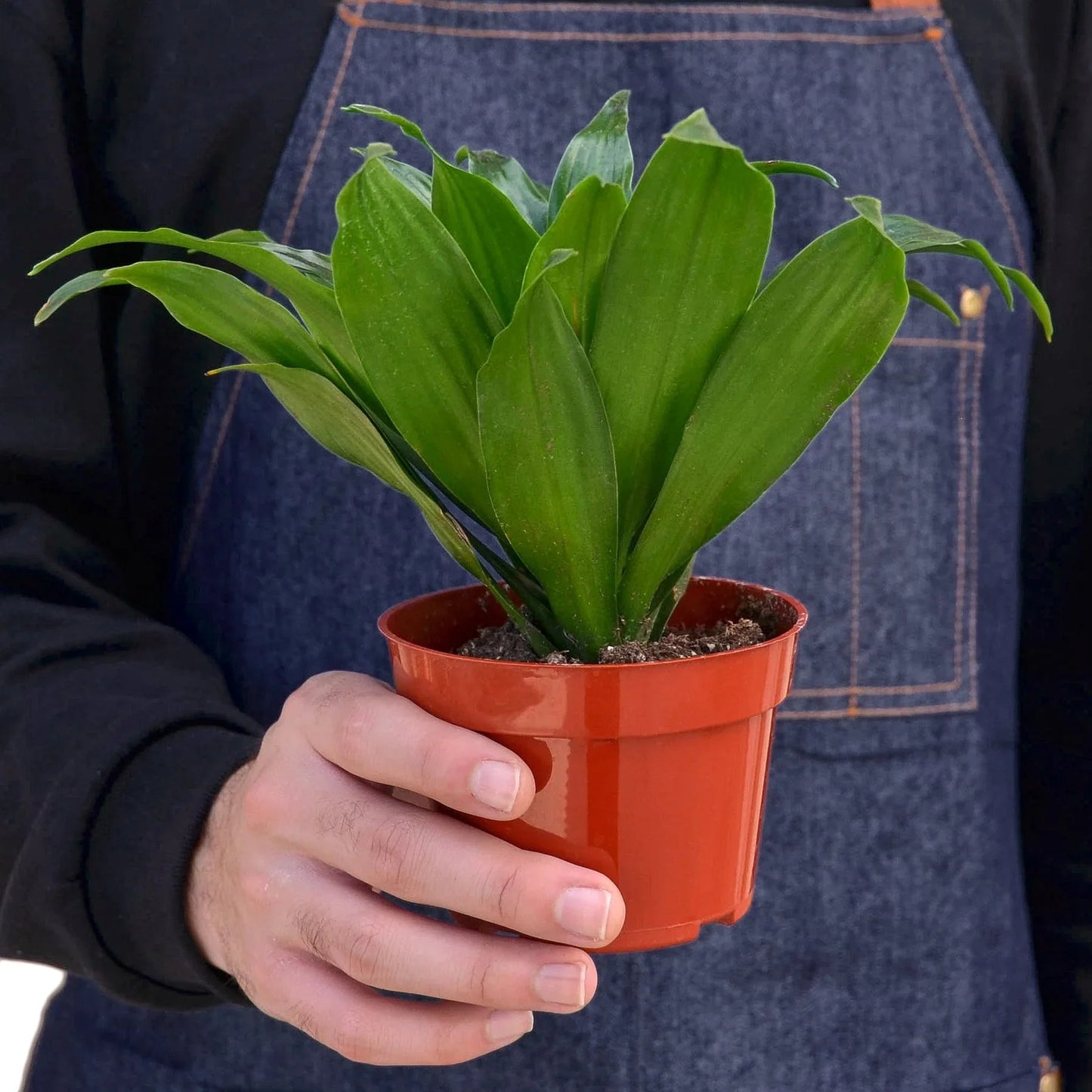 Dracaena 'Janet Craig' - Dragon’s Delight: Low Maintenance, Air-Purifying Houseplant