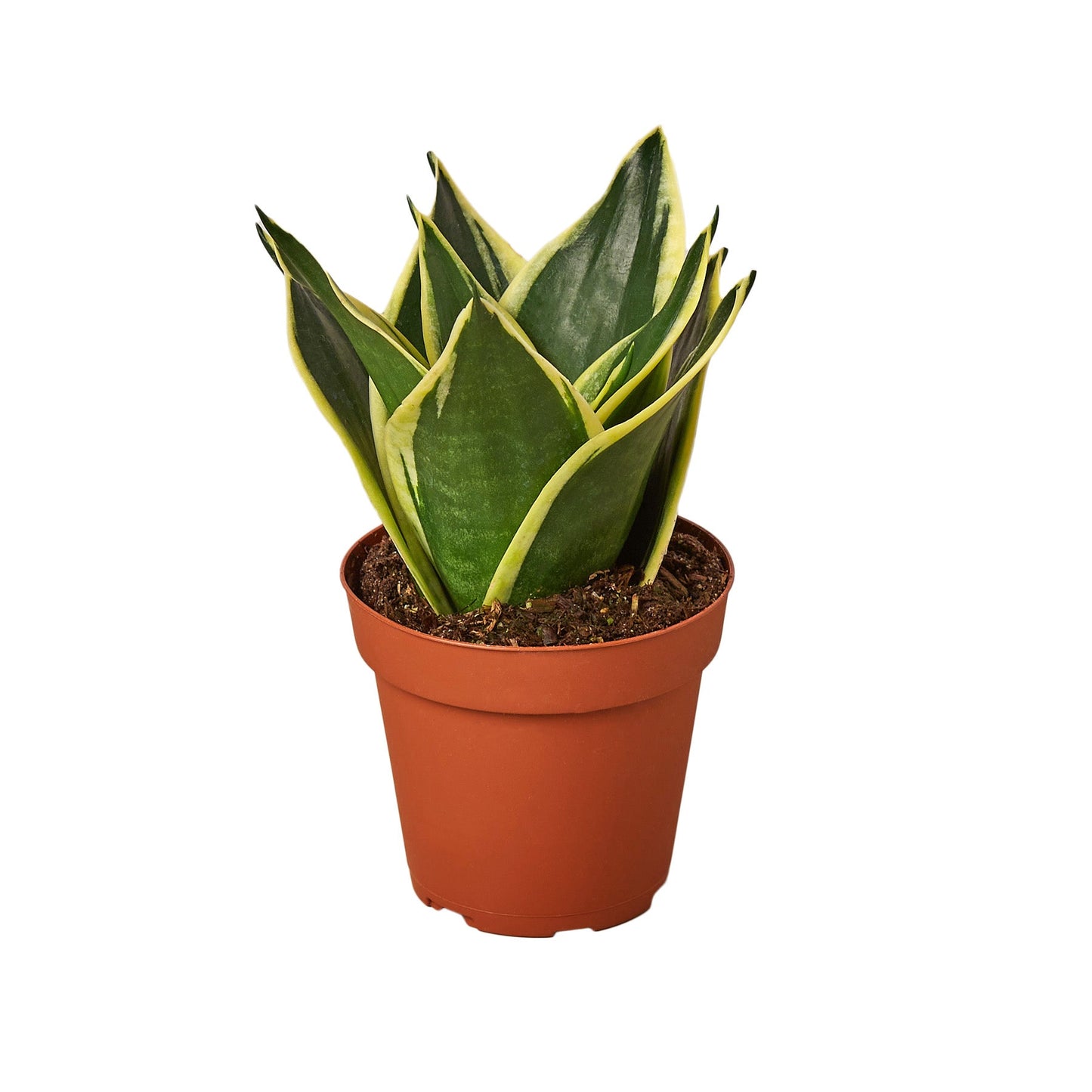 Snake Plant Black Gold - Golden Serpent: Air-Purifying, Drought-Tolerant Houseplant