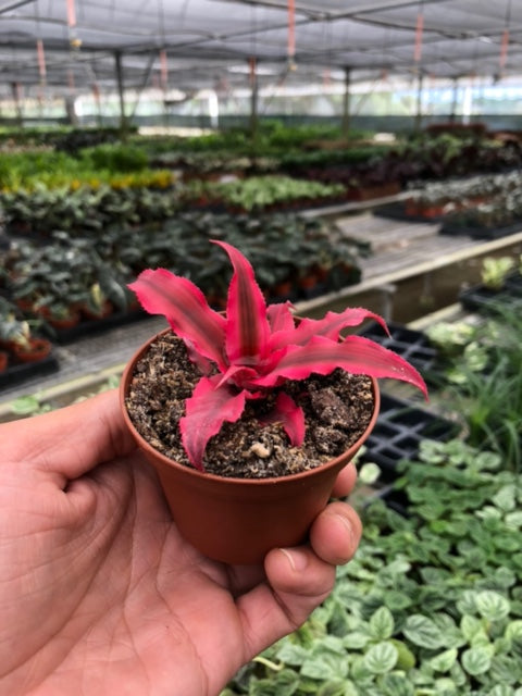 Cryptanthus 'Pink Star' - Star Burst Delight: Easy-Care Vibrant Earth Star Houseplant in 3" Pot